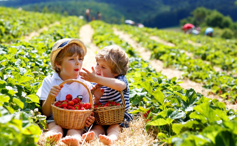 Living in Australia means enjoying fantastic, healthy local produce.