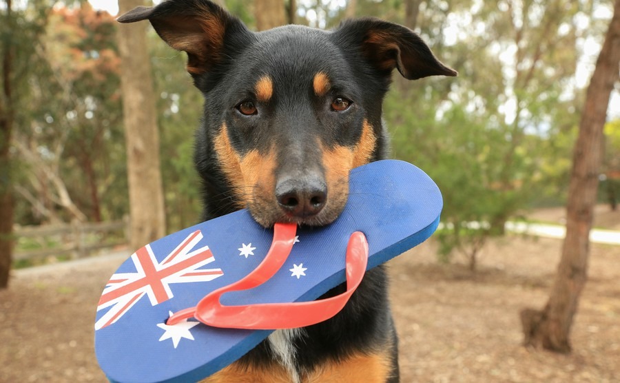 10 steps to taking your pet to Australia