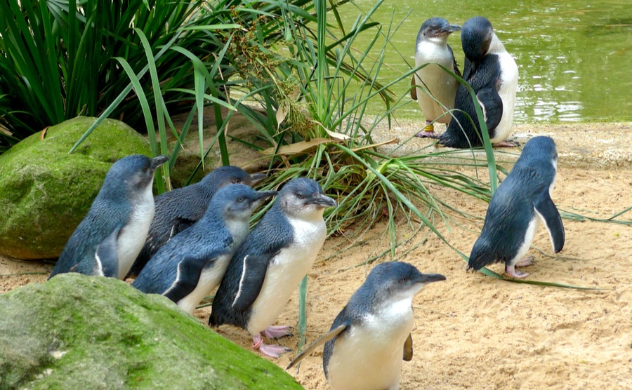 Don't miss the penguins on Phillips Island!