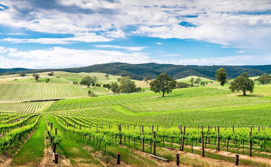 Picturesque wine valley in Barossa, South Australia