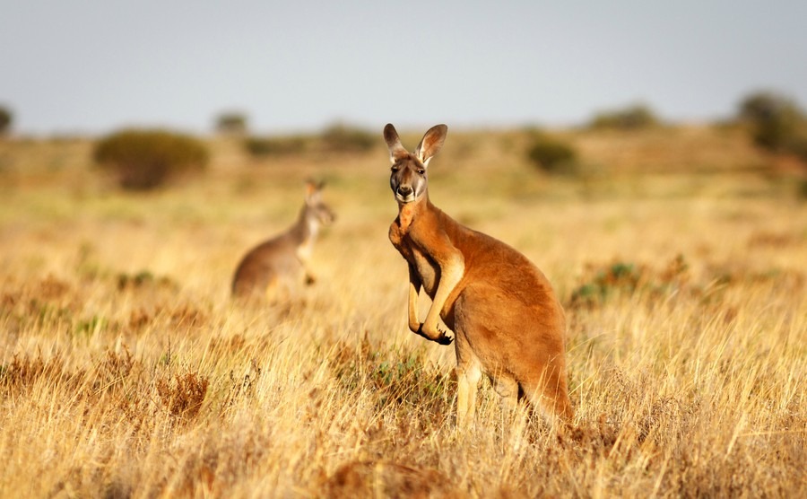 Is Australia’s wildlife really so scary?
