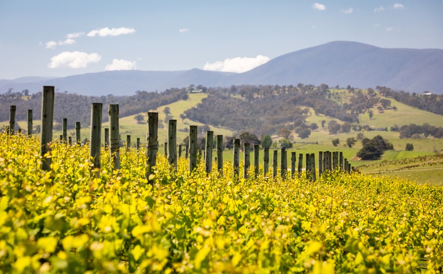 The Yarra Valley is famous for its wine.