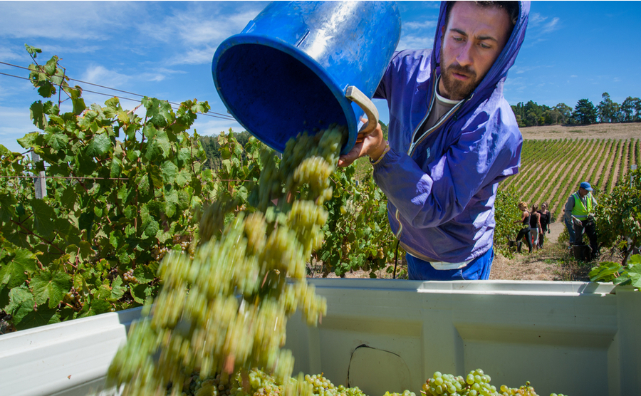 Harvest of Riesling wine grapes by temporary workers (often 'backpackers' on work holidays) in vineyard of the Adelaide Hills