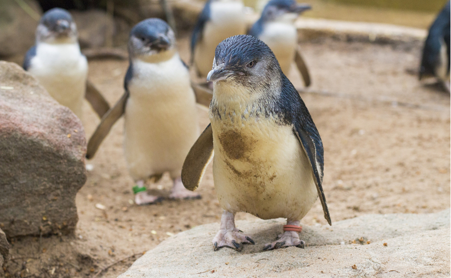 little penguins