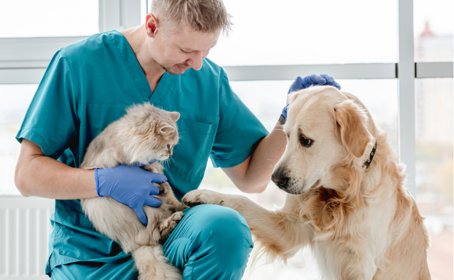 vet with a dog and a cat
