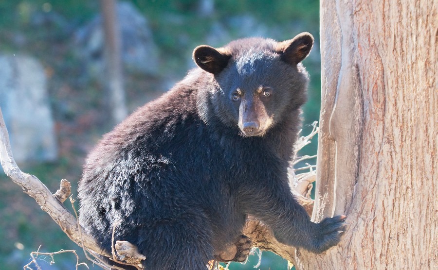 Canada’s wild wildlife