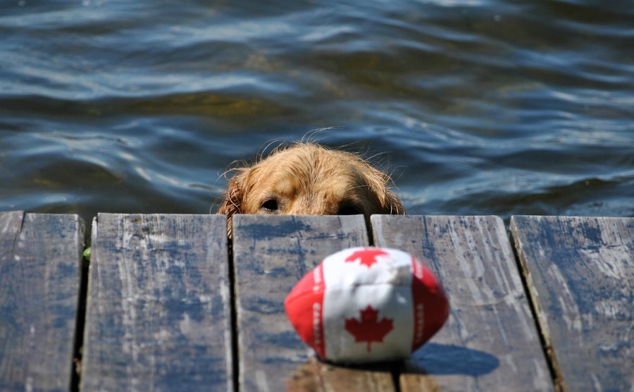 Can your pet move to Canada with you?