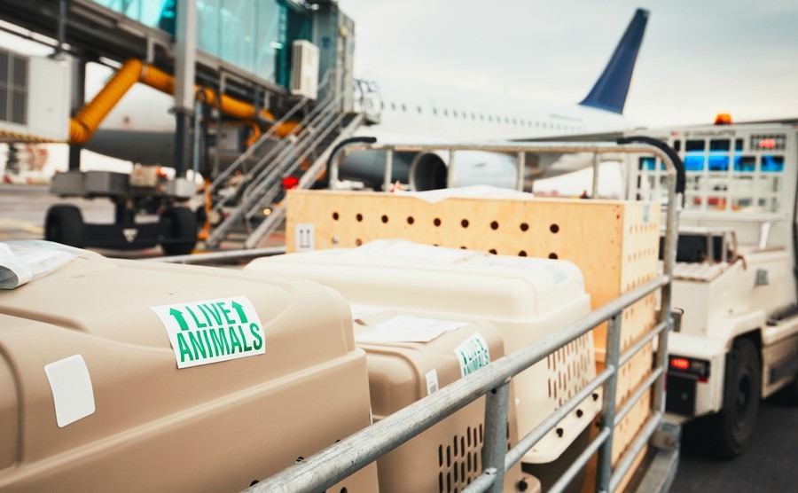 dogs-traveling-by-airplane-boxes-with-live-animals-at-the-airport