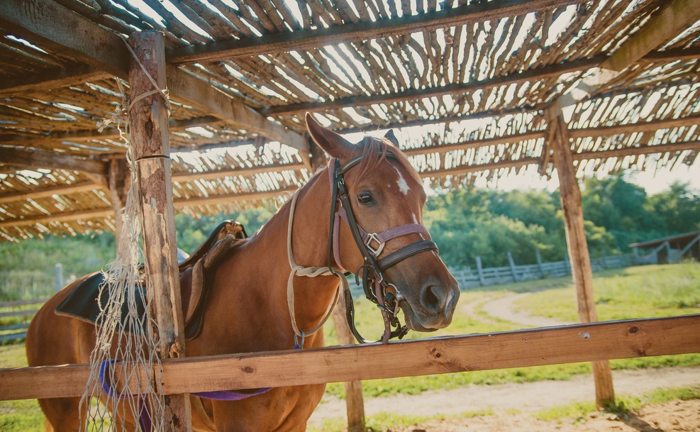 Brown horse