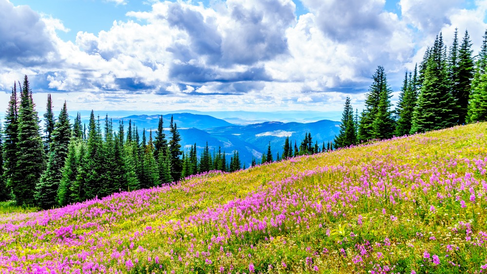 Springtime in the Shuswap Highlands, Canada's countryside