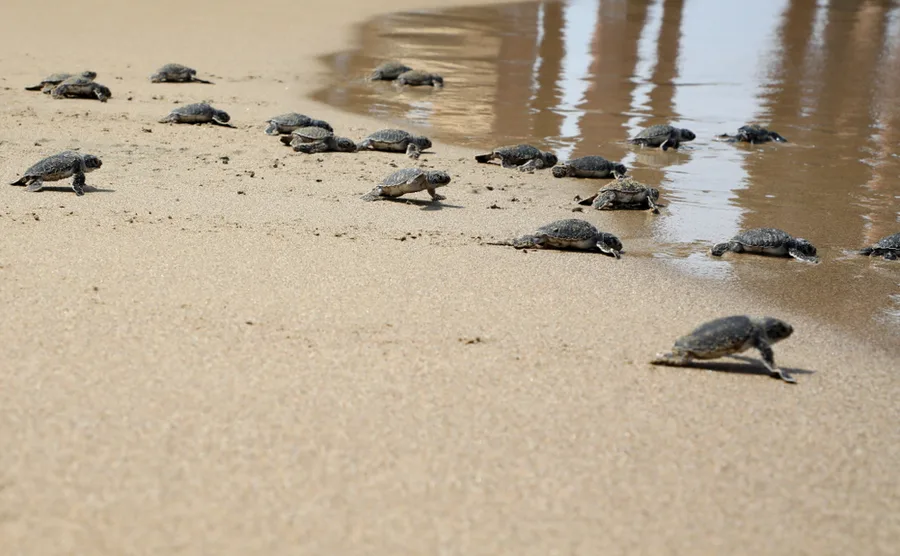 Turtles on turtle bay, akamas