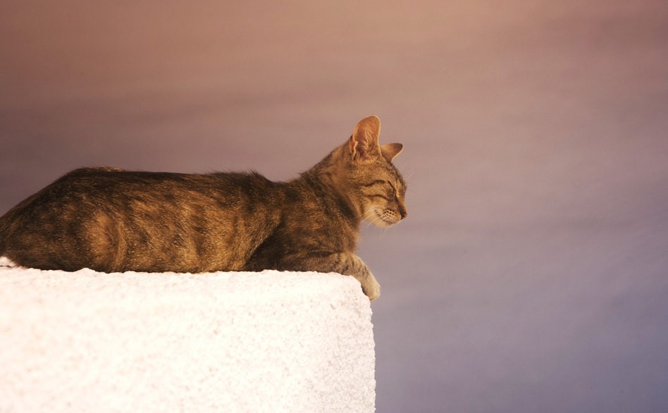 A cat enjoying the sunshine of the Mediterranean