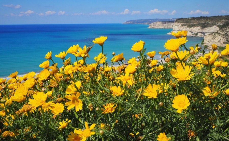 An update from Cyprus: Spring and a “new normal” holiday