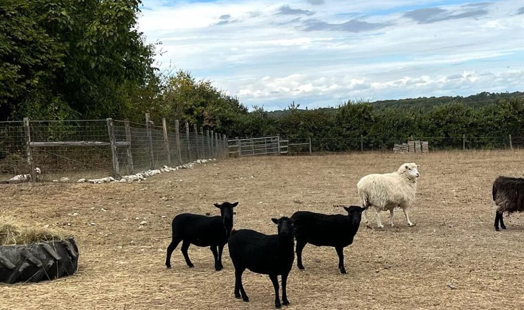 Living the good life in France – Stoney Oak Family Farm