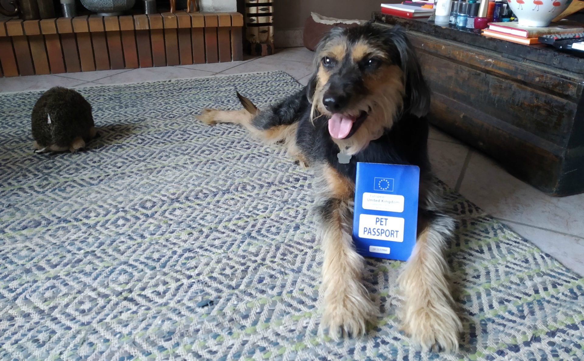 Have passport, will travel: writer Beth's dog Ruben proudly posing with his pet passport!