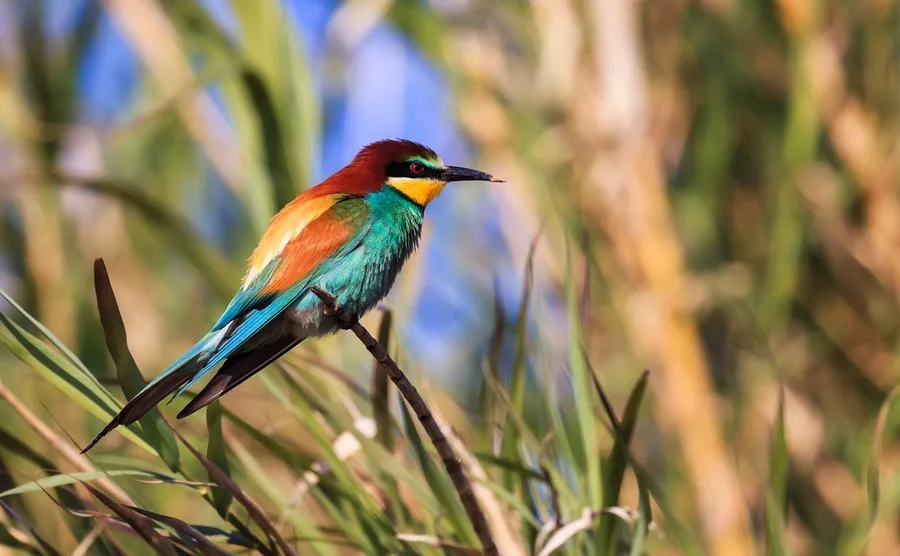 The colourful bee-eater has even been spotted near Paris.