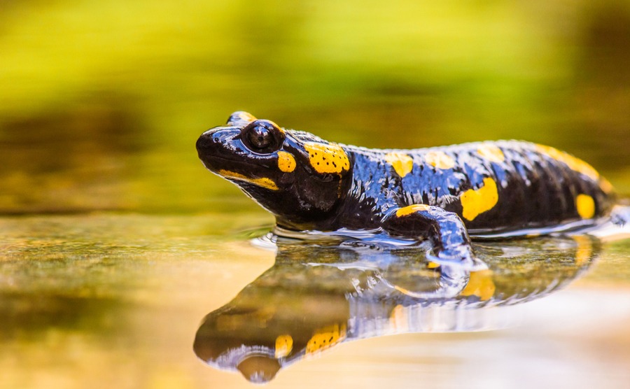 No matter where you are in the country, but especially in the south, you may well run into a fire salamander.