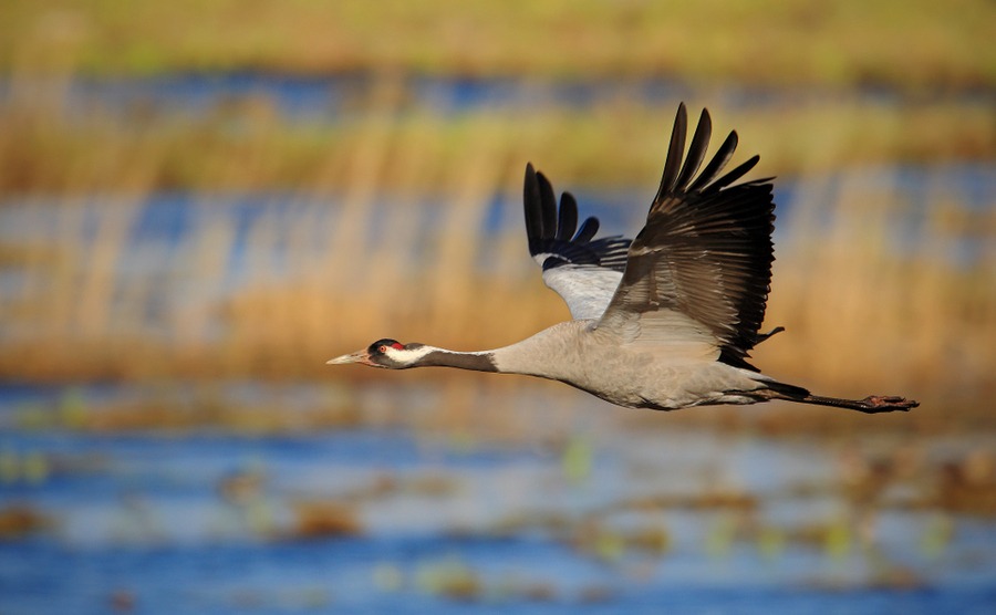 Did you know that a crane can make as many as 90 gestures and sounds?