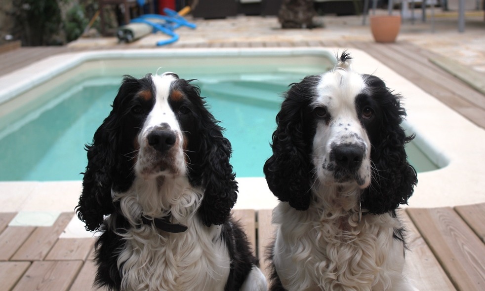 France - Alfie and Eddie by the pool