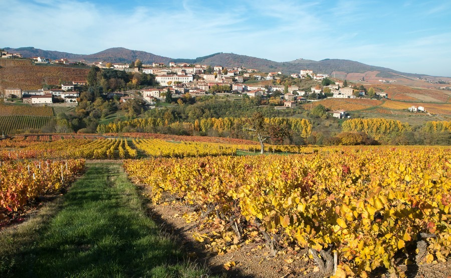 french-village-vineyard-with-autumn-colours-beaujolais