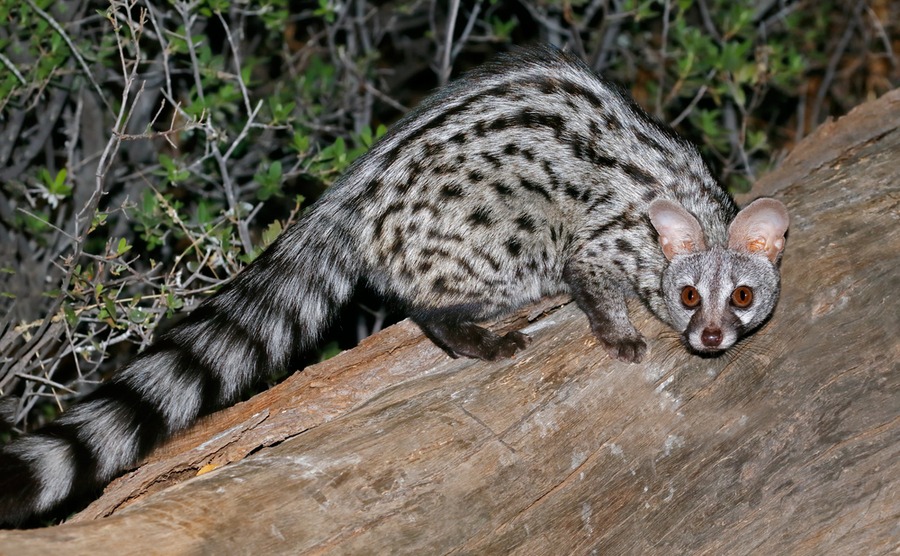 The genet can be found mainly in southwestern France, along the Pyrénées.