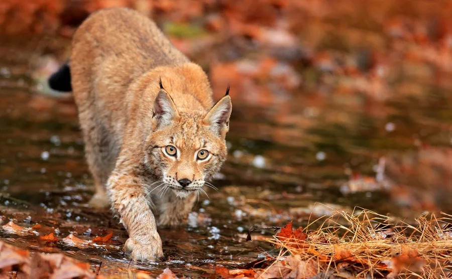 There are around 500 lynxes, mainly in eastern France.