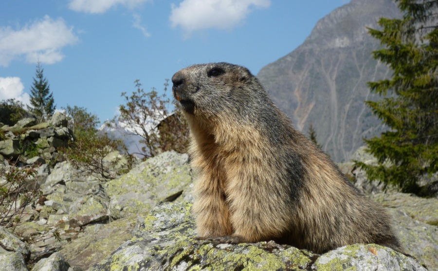 You'll find marmots in many parts of France, like this one in Lac de Lauvitel.