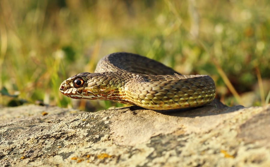 You'll be pleased to know that the Montpellier snake is considered no danger to humans usually!