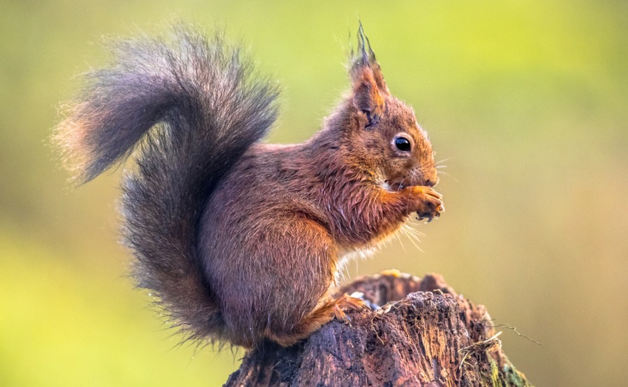 Red squirrels may be comparatively rare in the UK, but they're thriving in France.