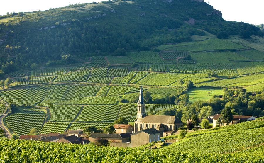 The wine regions of France