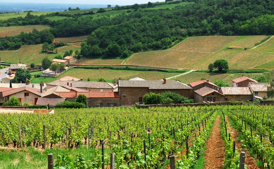 The cool red wines of Occitanie