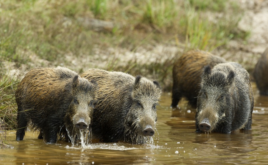 You'll still find a good few wild boars in France, like these three in the Charente-Maritime.