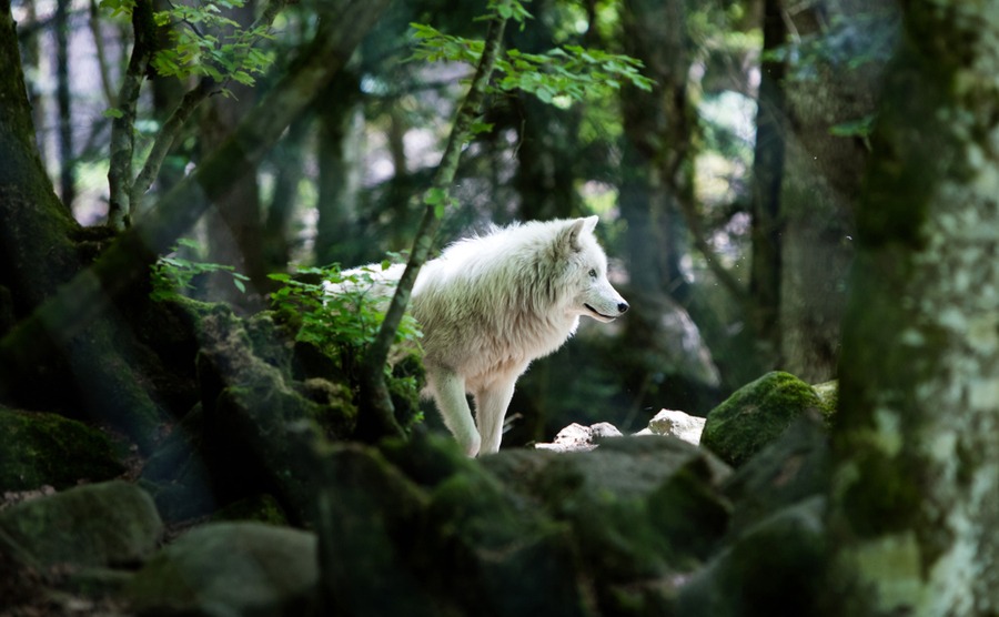 Wolves have slowly been making a comeback to France since the 1990s.