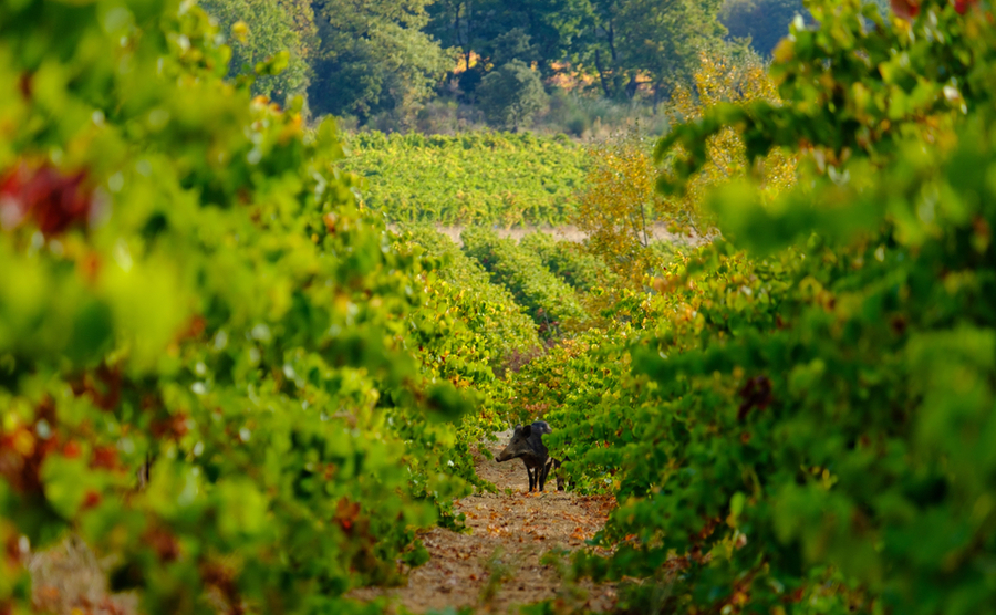 The joys and perils of country living in France