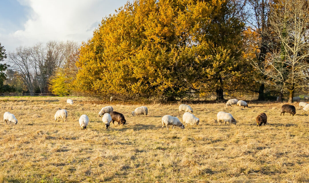 The joys and perils of country living in France