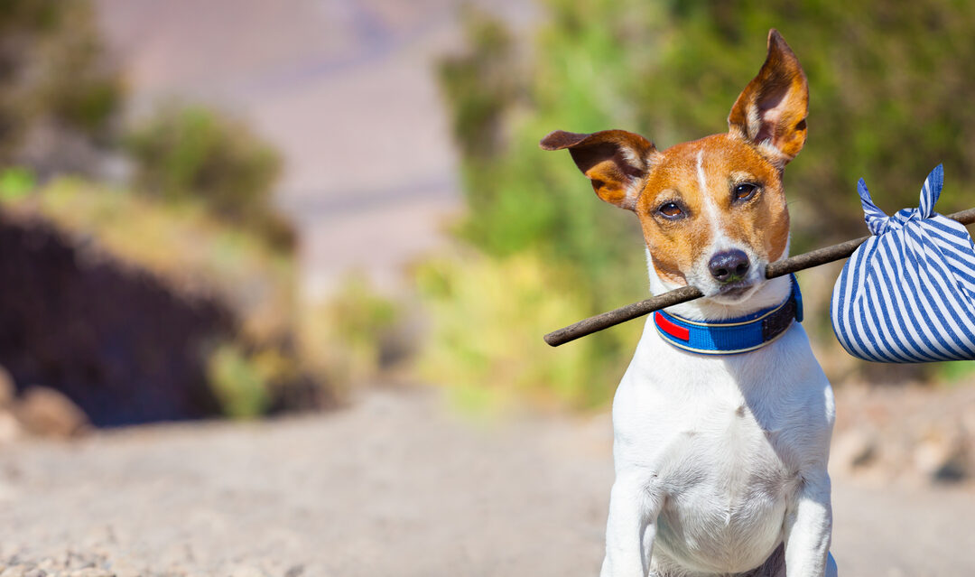 Can you take your pet to France? French government outlines rules for second-home owners