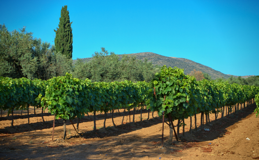 Grapevines on the Nemea wine roads.