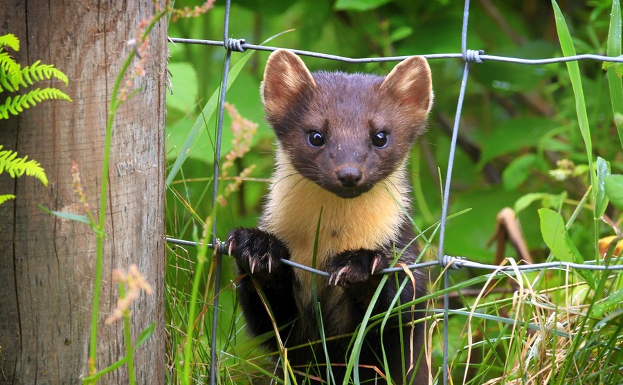 Ireland’s friendly fauna