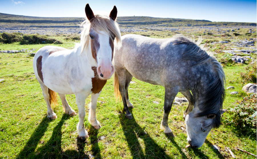 Connemara Pony In Ireland, County Galway