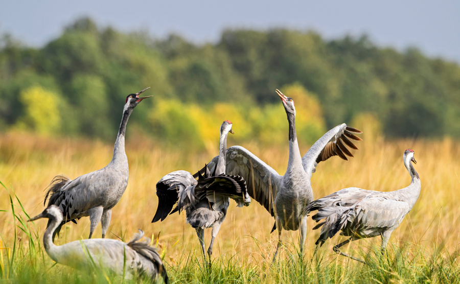 Good news for Irish rewilding as initiatives take flight