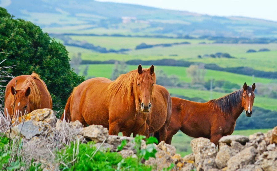 Wolves, bears and flamingos – the wildlife of Italy