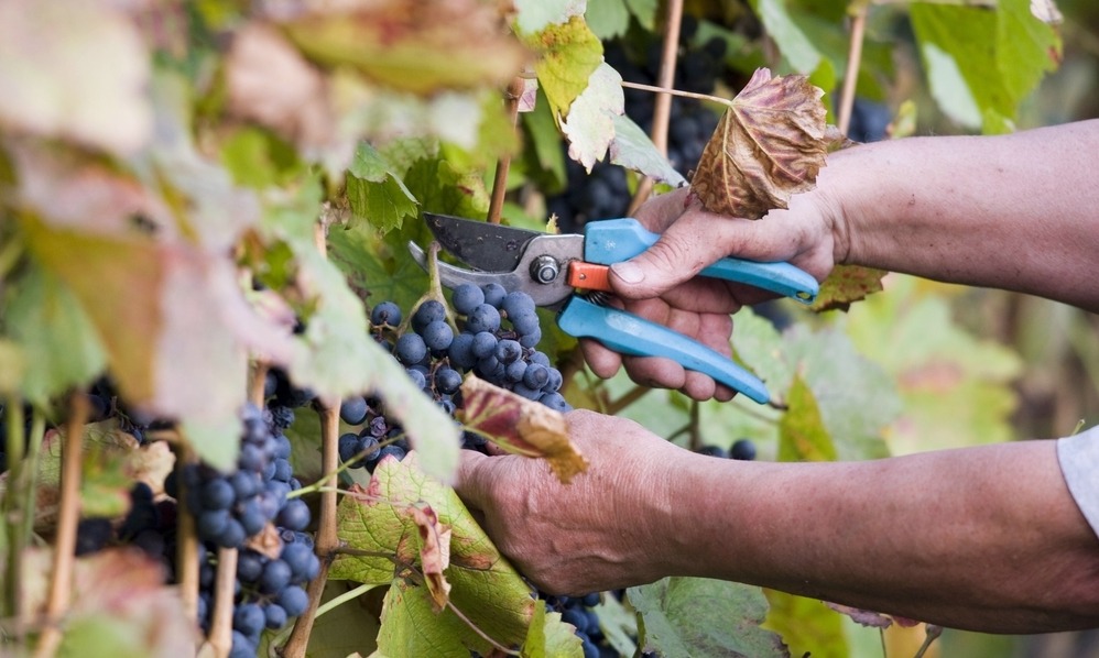 harvesting-grapes-italy-vineyard-2