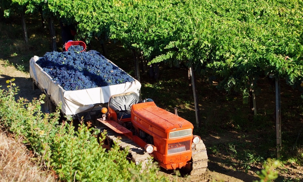 havesting-montepulciano-grapes-italy-vineyard