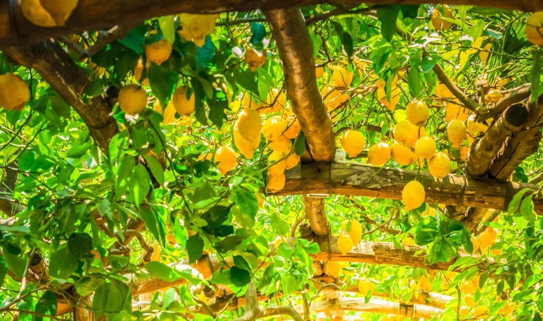 How to ditch the daily grind and make an income in Italy