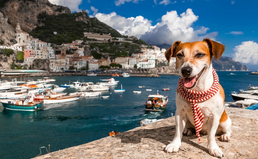Taking your dog to Italy