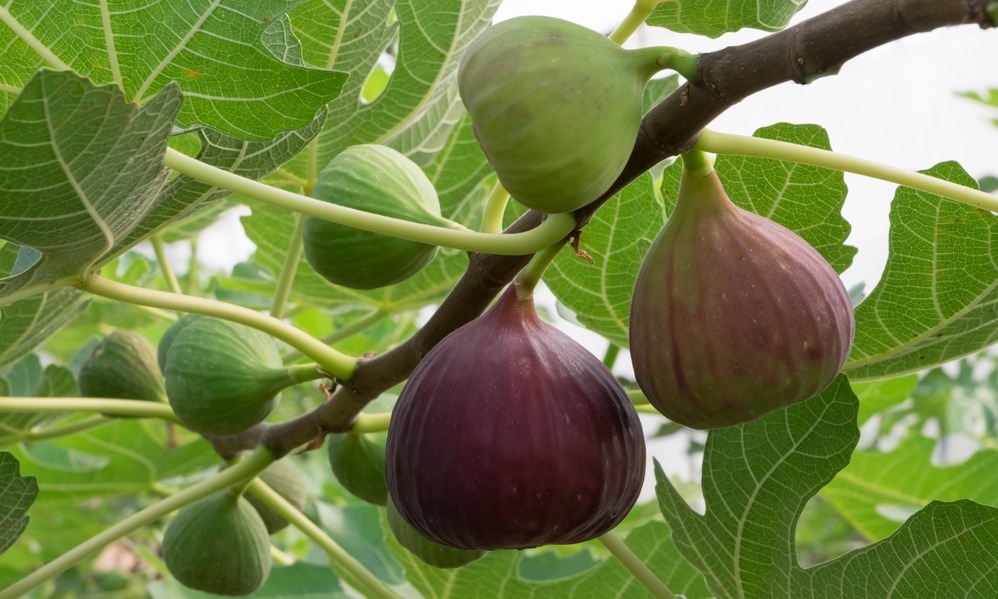 rural-living-italy-figs-on-tree