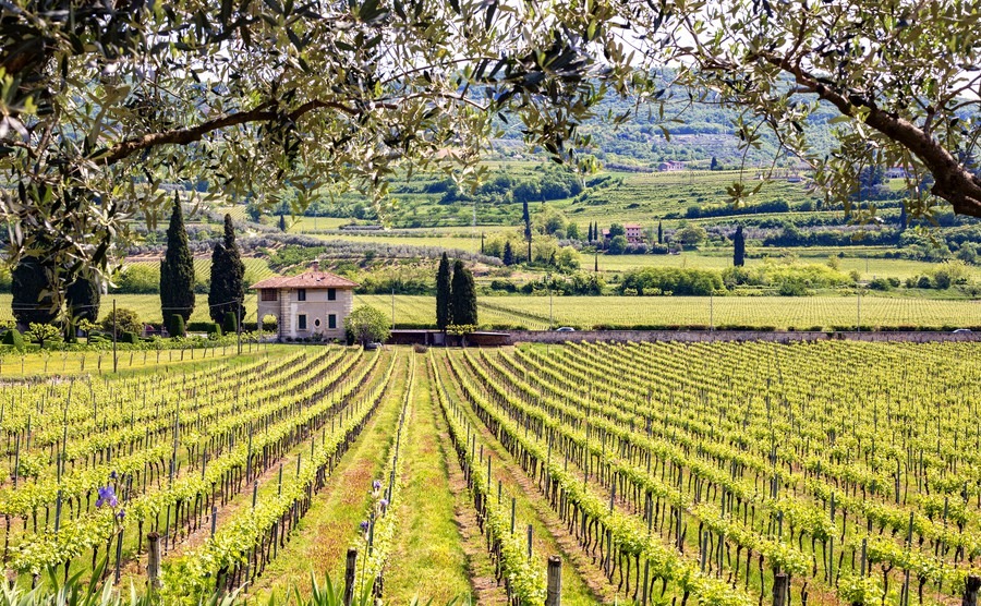 Vinitaly in Verona