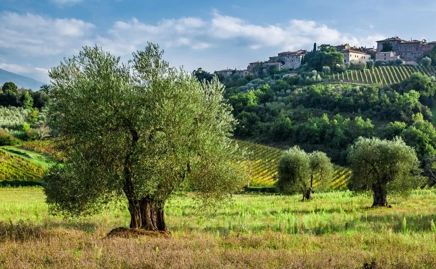 Help! My dream Italian home comes with 400 olive trees