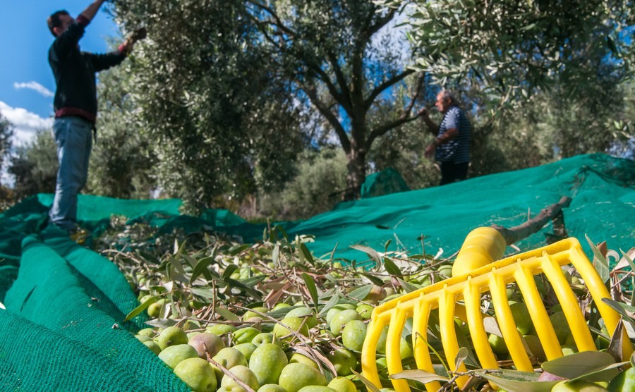 yellow-olive-rake-and-just-picked-olives-on-the-net-and-pickers-at-work