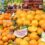 10 must-have Italian food and beverages